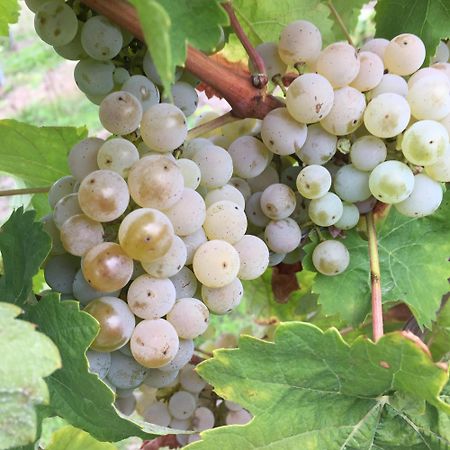 Ferienweingut Willems Oberemmel Εξωτερικό φωτογραφία