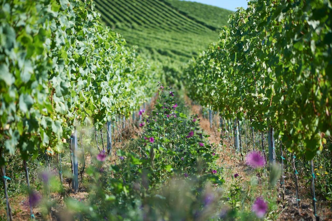 Ferienweingut Willems Oberemmel Εξωτερικό φωτογραφία